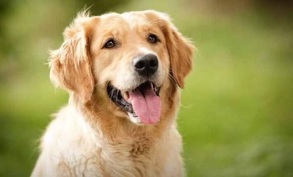 Dog Image
